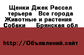 Щенки Джек Рассел терьера - Все города Животные и растения » Собаки   . Брянская обл.